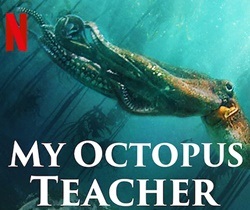 دانلود مستند معلم اختاپوس من دوبله فارسی My Octopus Teacher 2020 دانلود مستند معلم اختاپوس من دوبله فارسی My Octopus Teacher 2020