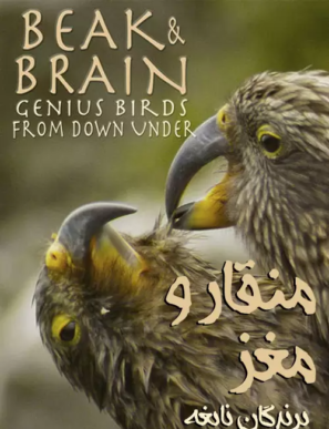 دانلود مستند پرندگان نابغه Genius Birds from Down Under 2013 دانلود مستند پرندگان نابغه Genius Birds from Down Under 2013
